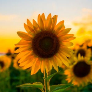 Meet your Posher, Liz